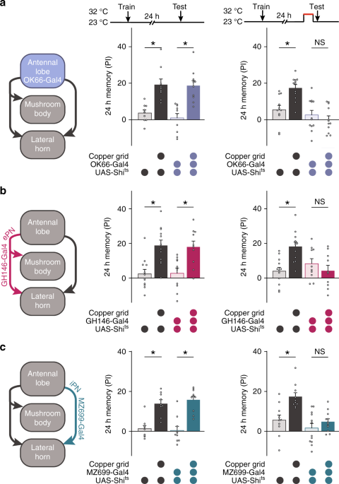 Forgotten memory storage and retrieval in Drosophila