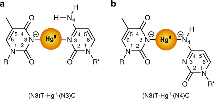 Concerted Dynamics Of Metallo Base Pairs In An A B Form Helical Transition Nature Communications