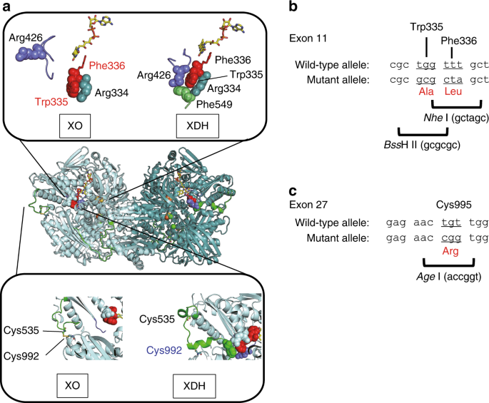 Targeted Knock In Mice Expressing The Oxidase Fixed Form Of Xanthine Oxidoreductase Favor Tumor Growth Nature Communications