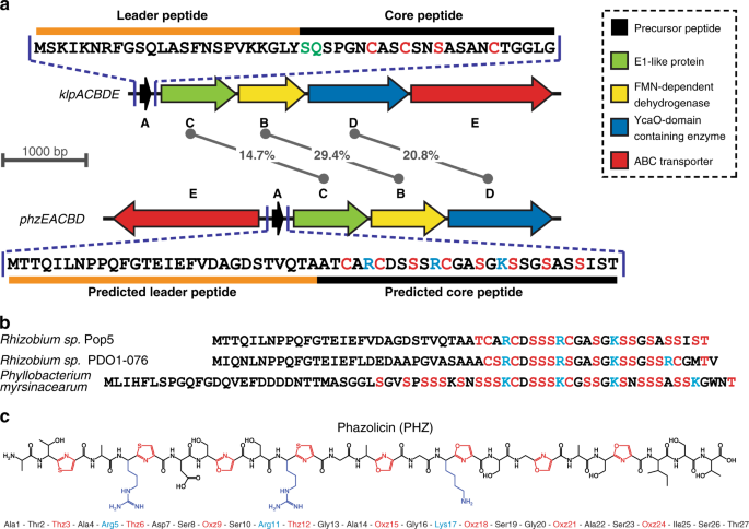 Structure of ribosome-bound azole-modified peptide phazolicin rationalizes its species-specific mode of bacterial translation inhibition