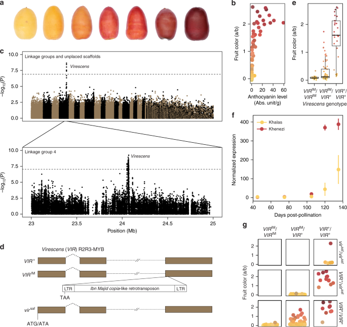 Genome-wide association mapping of date palm fruit traits