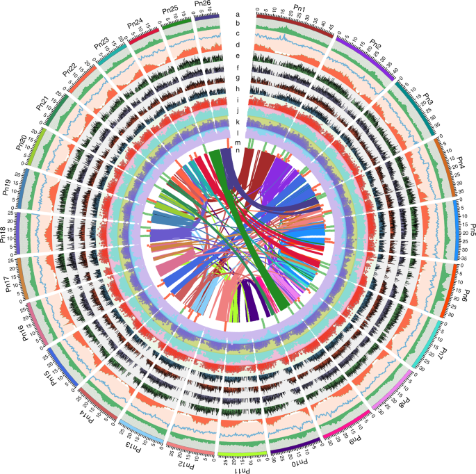 The chromosome-scale reference genome of black pepper provides insight into  piperine biosynthesis | Nature Communications
