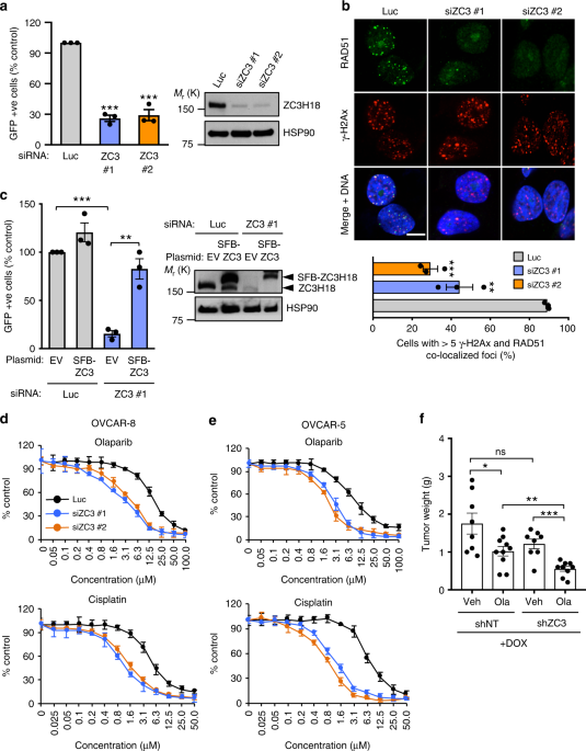 Zc3h18 Specifically Binds And Activates The Brca1 Promoter To
