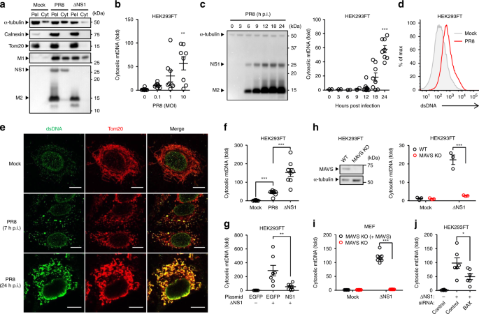 influenza a virus m2 protein triggers