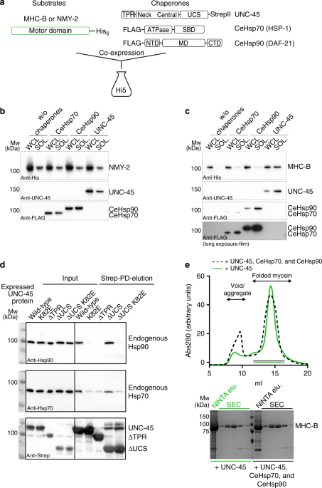Molecular Features Of The Unc 45 Chaperone Critical For Binding And Folding Muscle Myosin Nature Communications