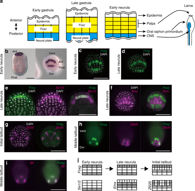 Foxg Specifies Sensory Neurons In The Anterior Neural Plate Border Of The Ascidian Embryo Nature Communications