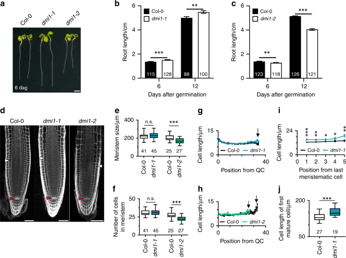 Nuclear Calcium Signatures Are Associated With Root Development Nature Communications Nuclear Calcium Signatures Are Associated With Root Development Nature Communications