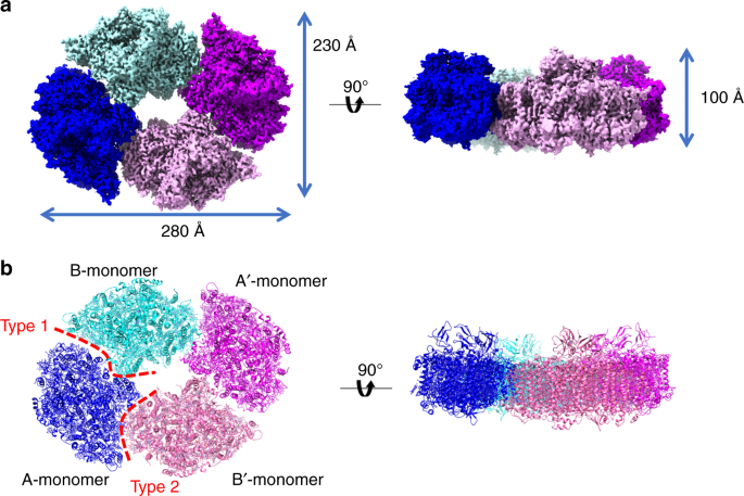 Structure Of A Cyanobacterial Photosystem I Tetramer Revealed By Cryo Electron Microscopy Nature Communications