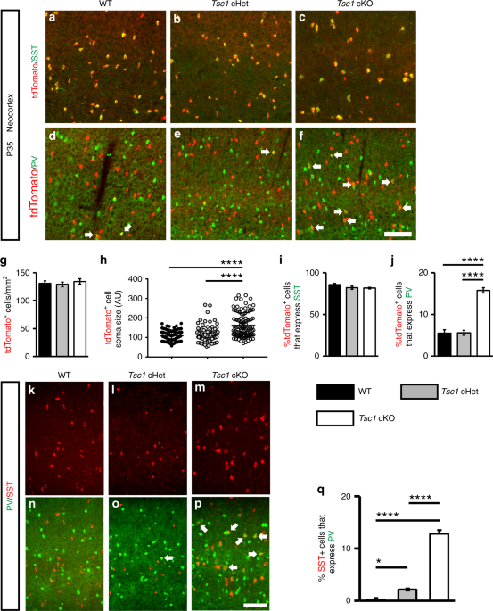 Tsc1 Represses Parvalbumin Expression And Fast Spiking Properties In Somatostatin Lineage Cortical Interneurons Nature Communications