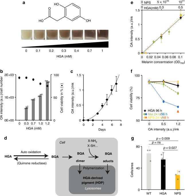 Homogentisic acid-derived pigment as a biocompatible label for optoacoustic  imaging of macrophages | Nature Communications
