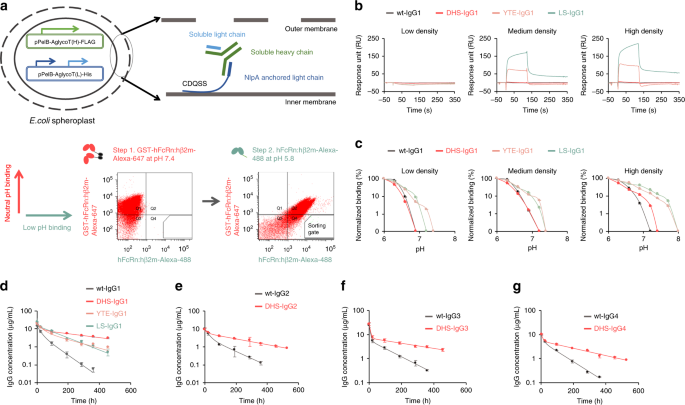 An Engineered Human Fc Domain That Behaves Like A Ph Toggle Switch For Ultra Long Circulation Persistence Nature Communications
