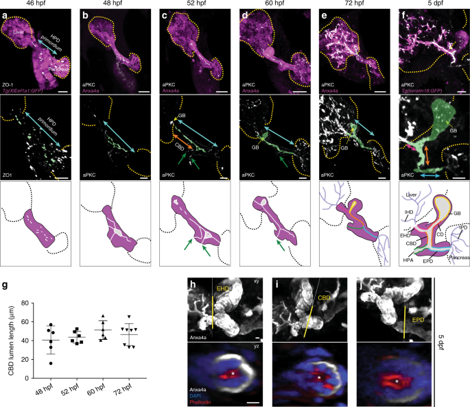 a-morphogenetic-ephb-ephrinb-code-controls-hepatopancreatic-duct-formation-nature-communications
