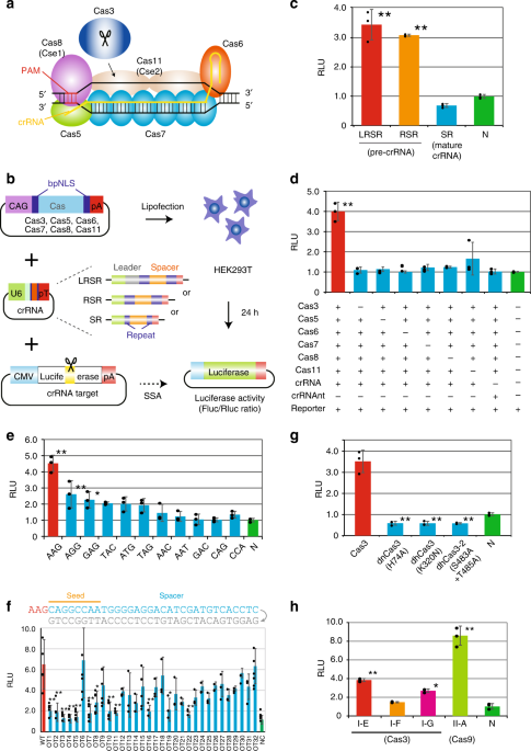 CRISPR-Cas3 induces broad and unidirectional genome editing in human cells  | Nature Communications