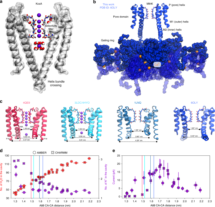 Molecular Mechanism Of A Potassium Channel Gating Through Activation Gate Selectivity Filter Coupling Nature Communications