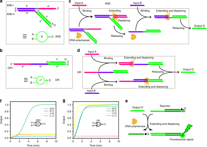 strand displacement synthesis