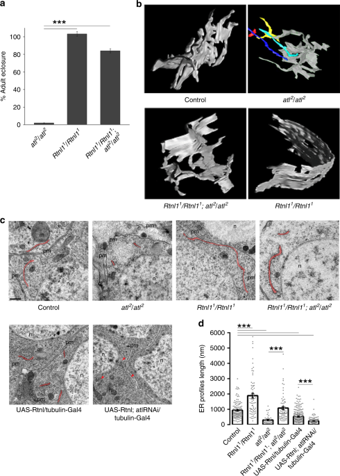 Dynamic constriction and fission of endoplasmic reticulum membranes by reticulon