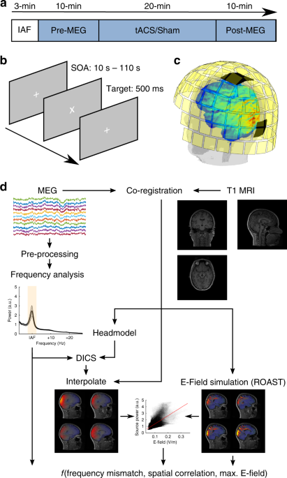 Facilitated Event-Related Power Modulations during Transcranial Alternating  Current Stimulation (tACS) Revealed by Concurrent tACS-MEG