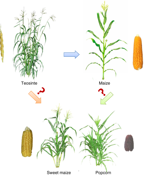 The tin1 gene retains the function of promoting tillering in maize