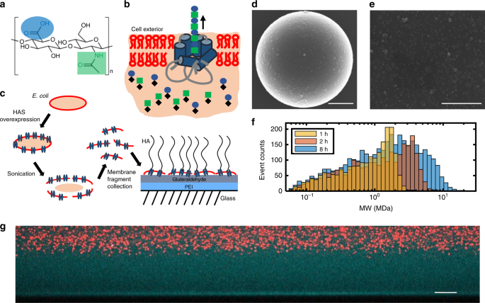 Self Regenerating Giant Hyaluronan Polymer Brushes Nature Communications