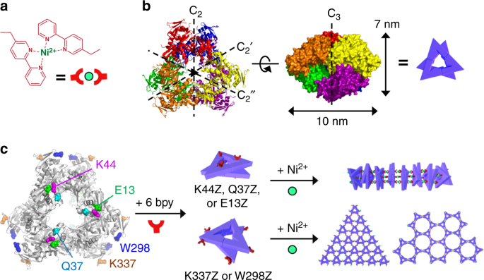 Diverse protein assembly driven by metal and chelating amino acids with  selectivity and tunability | Nature Communications