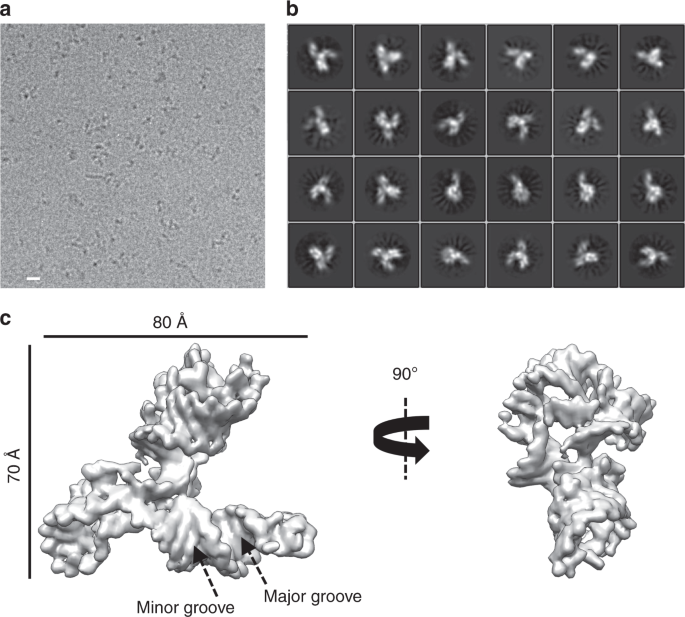 Cryo Em Structure Of A 40 Kda Sam Iv Riboswitch Rna At 3 7 A Resolution Nature Communications
