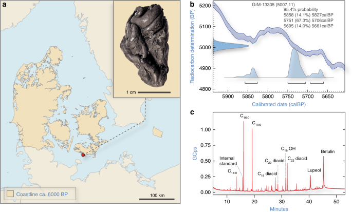 Human Genome Recovered From 5,700-Year-Old Chewing Gum