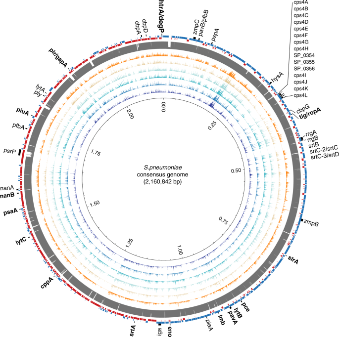 Human Genome Recovered From 5,700-Year-Old Chewing Gum