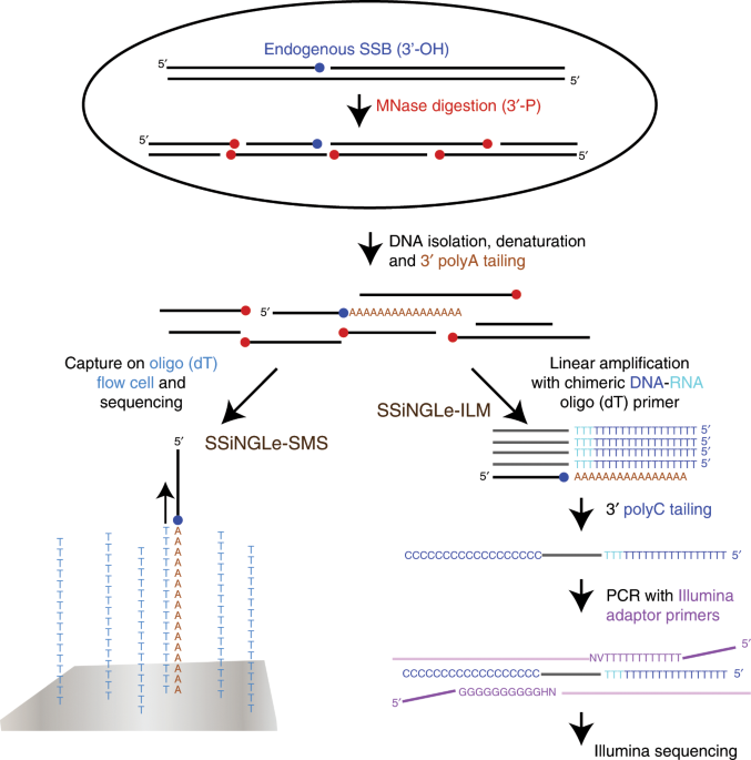 Novel approach reveals landscapes of single-strand DNA breaks with nucleotide resolution in human cells | Nature Communications
