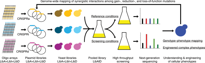 SUMO-1 CRISPR Knockout and Activation Products (h)