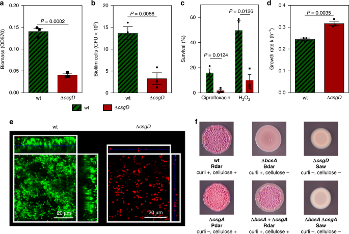 Inhibiting Bacterial Cooperation Is An Evolutionarily Robust Anti Biofilm Strategy Nature Communications