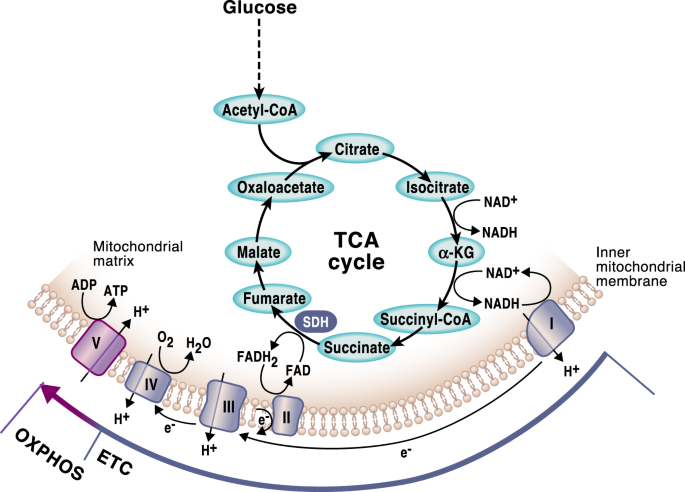 TCA –