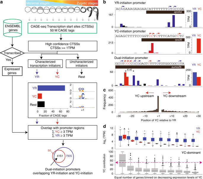 PDF) Intra-promoter switch of transcription initiation sites in