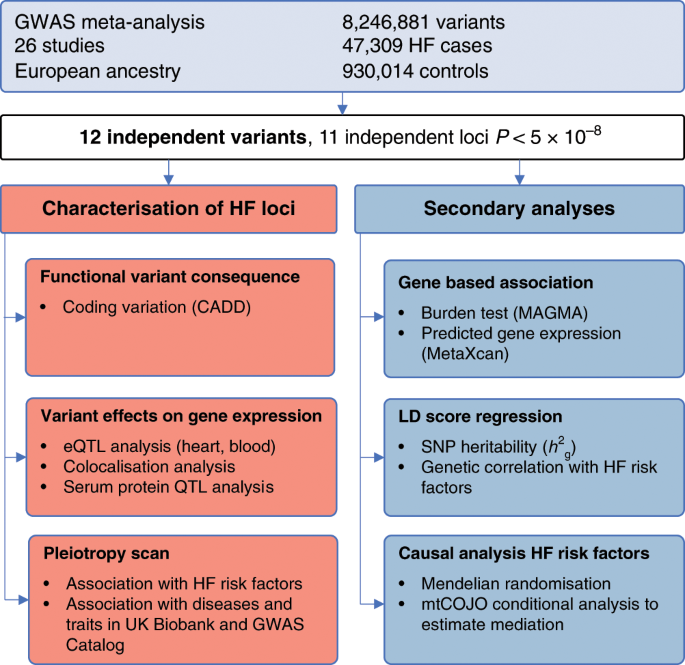 Genome-wide association and Mendelian randomisation analysis provide  insights into the pathogenesis of heart failure | Nature Communications