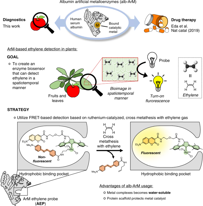 An Artificial Metalloenzyme Biosensor Can Detect Ethylene Gas In Fruits And Arabidopsis Leaves Nature Communications