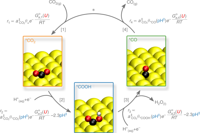 Double layer charging driven carbon dioxide adsorption limits the rate of  electrochemical carbon dioxide reduction on Gold