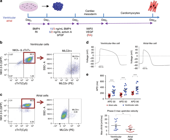 Standardization of a Cytometric Bead Assay Based on Egg-Yolk Antibodies