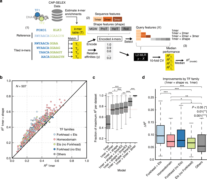 Mechanistic insights into transcription factor cooperativity and its impact  on protein-phenotype interactions | Nature Communications