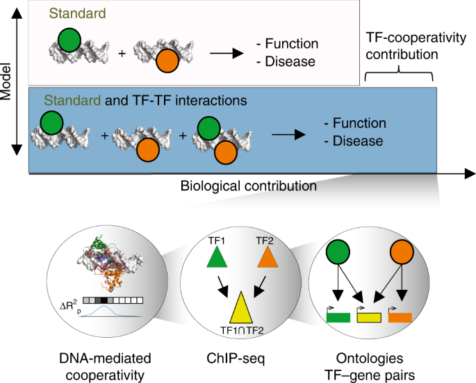 Modeling methyl-sensitive transcription factor motifs with an