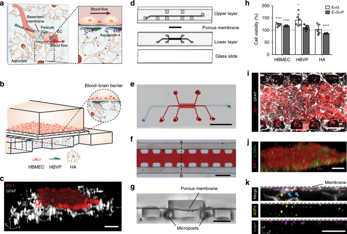 Microengineered Human Blood Brain Barrier Platform For Understanding Nanoparticle Transport Mechanisms Nature Communications Microengineered Human Blood Brain Barrier Platform For Understanding Nanoparticle Transport Mechanisms Nature Communications