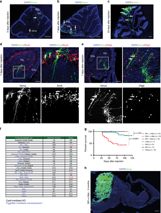 Modeling Medulloblastoma In Vivo And With Human Cerebellar Organoids Nature Communications