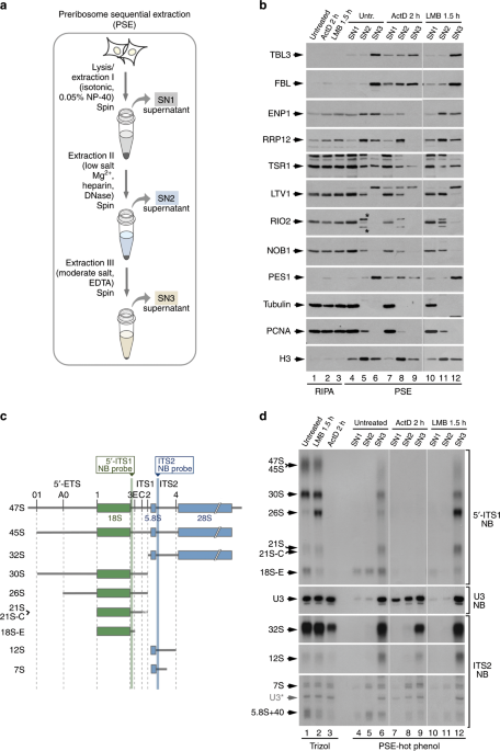 Identification Of Distinct Maturation Steps Involved In Human 40s Ribosomal Subunit Biosynthesis Nature Communications - 12×18 Picture Frame White Identification Of Distinct Maturation Steps Involved In Human 40s Ribosomal Subunit Biosynthesis Nature Communications - 12×18 Picture Frame White