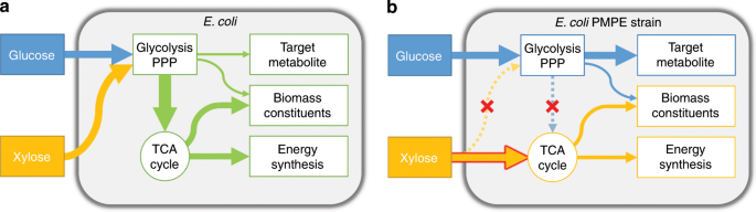 Metabolic Engineering Of Escherichia Coli For Shikimate Pathway Derivative Production From Glucose Xylose Co Substrate Nature Communications