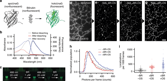 Super light period after plan b
