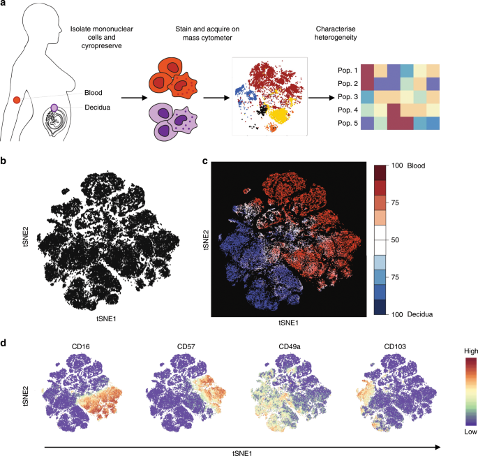 Distinctive Phenotypes And Functions Of Innate Lymphoid Cells In Human Decidua During Early Pregnancy Nature Communications