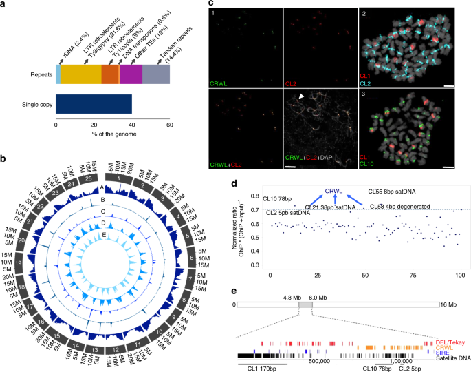 High Quality Genome Sequence Of White Lupin Provides Insight Into Soil Exploration And Seed Quality Nature Communications