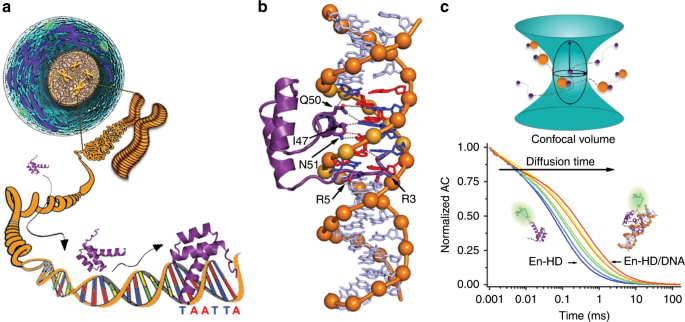 Eukaryotic transcription factors can track and control their target genes  using DNA antennas | Nature Communications