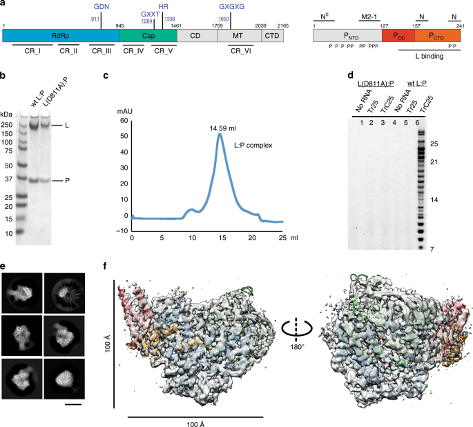Cryo Em Structure Of The Respiratory Syncytial Virus Rna Polymerase Nature Communications
