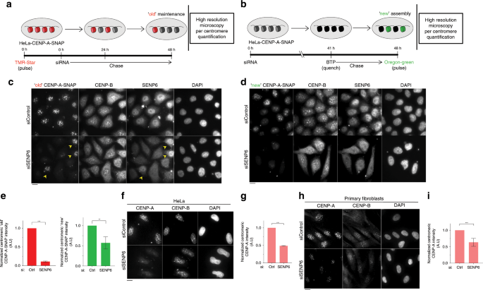 Frontiers  SUMO control of centromere homeostasis