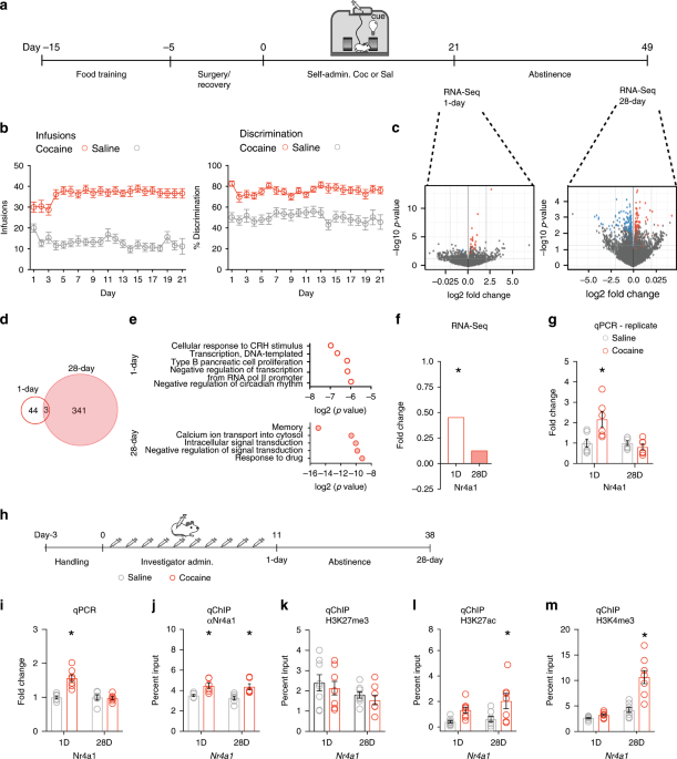 Nr4a1 Suppresses Cocaine Induced Behavior Via Epigenetic Regulation Of Homeostatic Target Genes Nature Communications