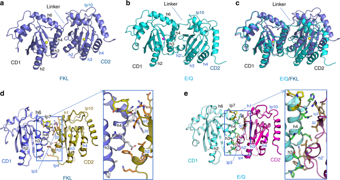 Understanding The Structural Basis Of Hiv 1 Restriction By The Full Length Double Domain Apobec3g Nature Communications